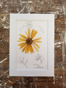 April Birth Flower- Daisy- 5" x 7"
