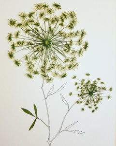 The Sketch Collection- Queen Anne’s Lace - Original Only